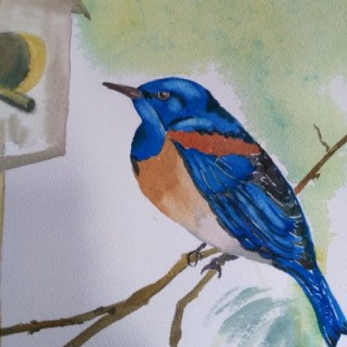 western bluebird mobile