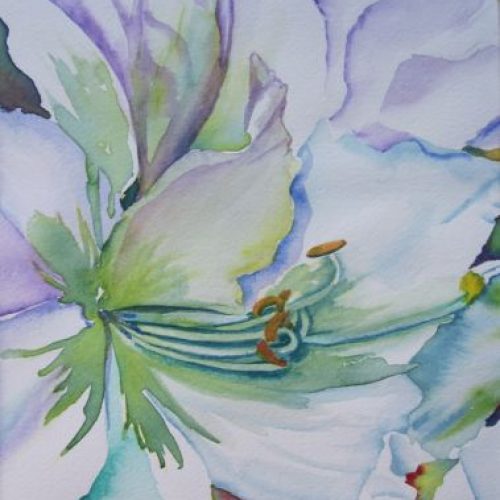 white amarilis 2015sm